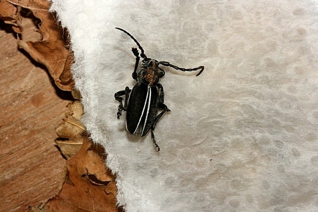 Dorcadion (Pedestredorcadion) arenarium marsicanum